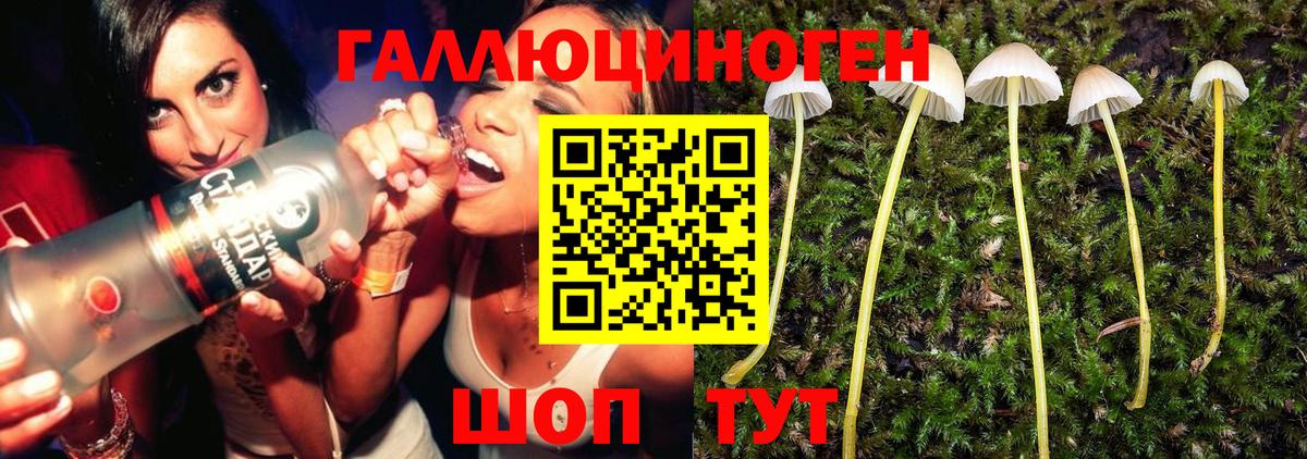 Галлюциногенные грибы Psilocybe Стрежевой